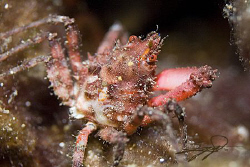 a Crab from my latest night dive. by Nicholas Samaras 